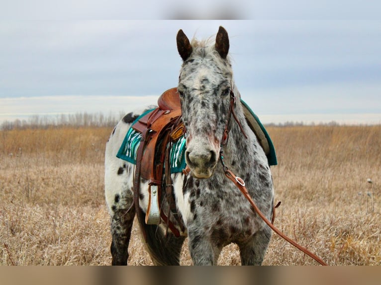 Appaloosa Caballo castrado 12 años 152 cm White/Blanco in Ida Grove