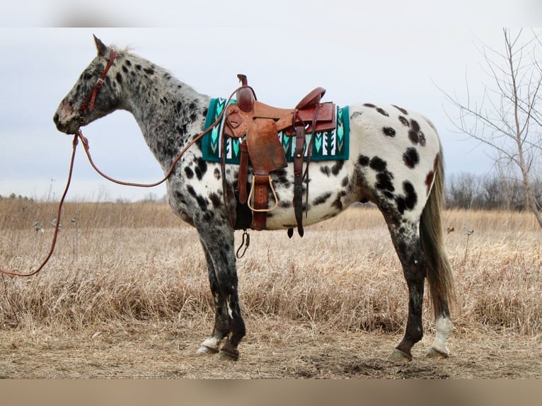 Appaloosa Caballo castrado 12 años 152 cm White/Blanco in Ida Grove