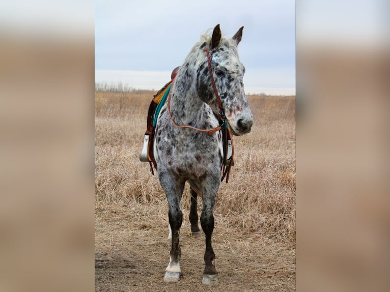 Appaloosa Caballo castrado 12 años 152 cm White/Blanco in Ida Grove