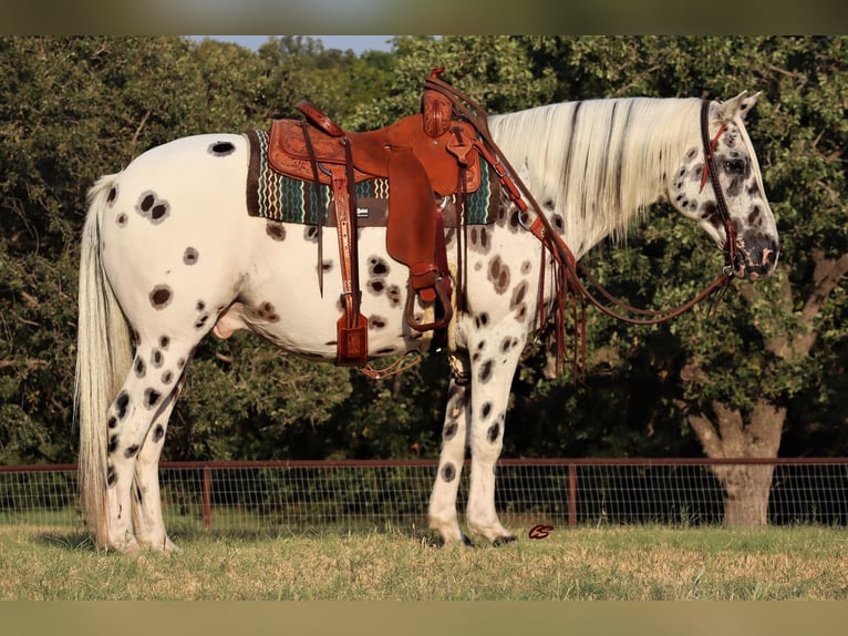 Appaloosa Caballo castrado 12 años 152 cm White/Blanco in Jacksboro TX