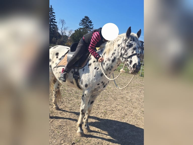 Appaloosa Caballo castrado 12 años 153 cm Atigrado/Moteado in Wien, Simmering