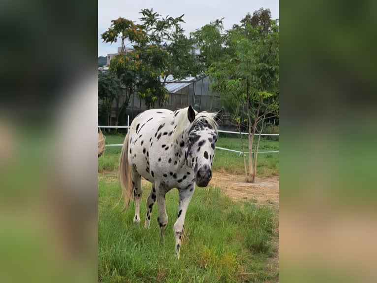 Appaloosa Caballo castrado 12 años 153 cm Atigrado/Moteado in Wien, Simmering