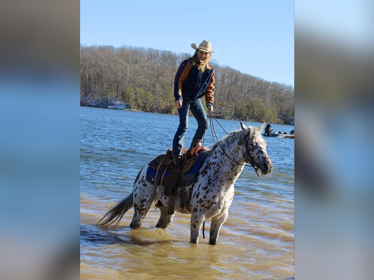 Appaloosa Caballo castrado 12 años 155 cm Alazán-tostado in Borden IN