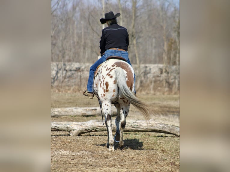 Appaloosa Caballo castrado 12 años 155 cm Alazán-tostado in Borden IN