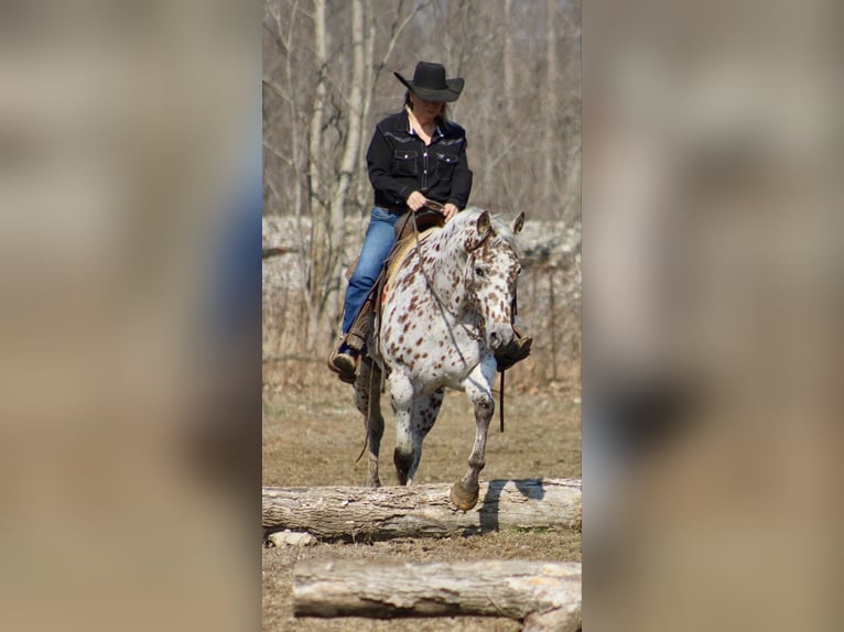 Appaloosa Caballo castrado 12 años 155 cm Alazán-tostado in Borden IN