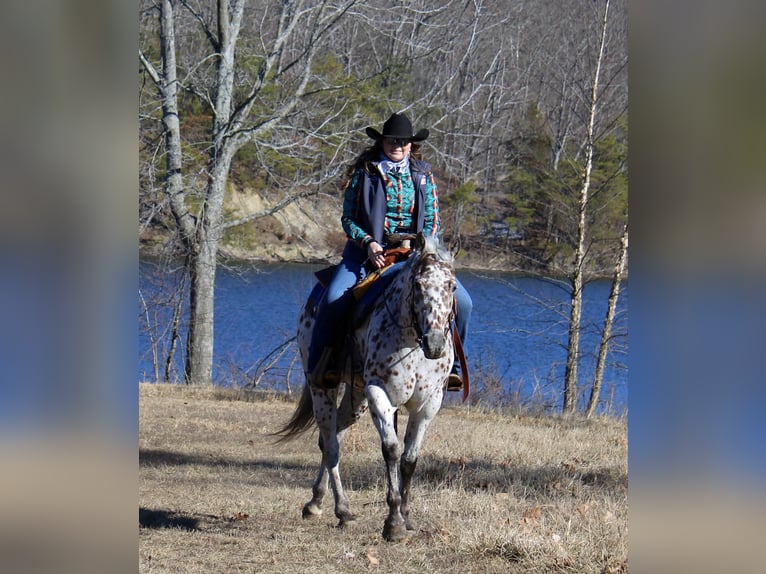 Appaloosa Caballo castrado 12 años 155 cm Alazán-tostado in Borden IN