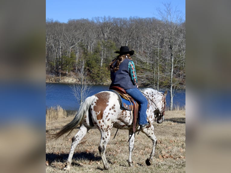 Appaloosa Caballo castrado 12 años 155 cm Alazán-tostado in Borden IN