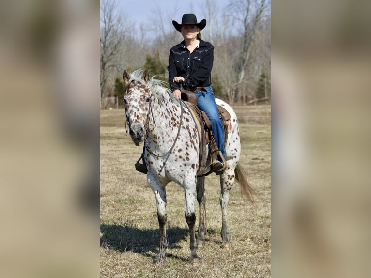 Appaloosa Caballo castrado 12 años 155 cm Alazán-tostado in Borden IN