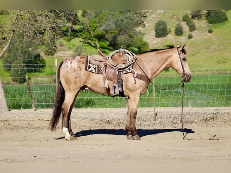 Appaloosa Caballo castrado 12 años 155 cm Buckskin/Bayo in Tres Pinos