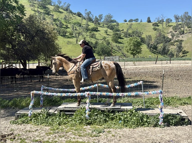 Appaloosa Caballo castrado 12 años 155 cm Buckskin/Bayo in Tres Pinos