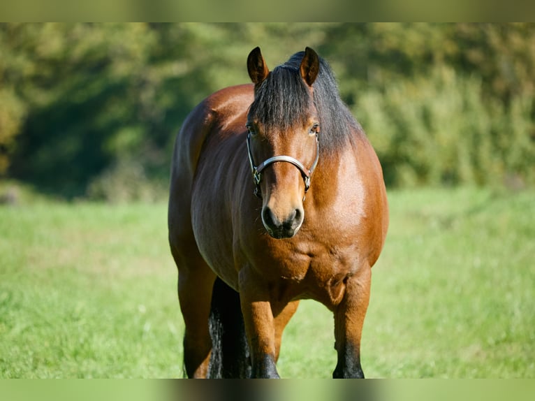 Appaloosa Caballo castrado 12 años 155 cm Castaño in München