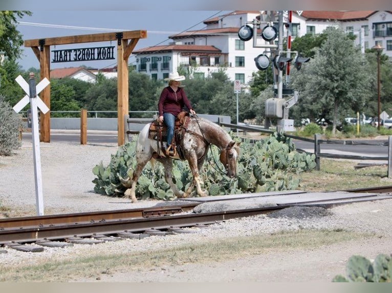 Appaloosa Caballo castrado 12 años 160 cm Alazán in Charlotte NC