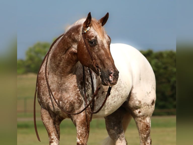 Appaloosa Caballo castrado 12 años 160 cm Alazán in Charlotte NC