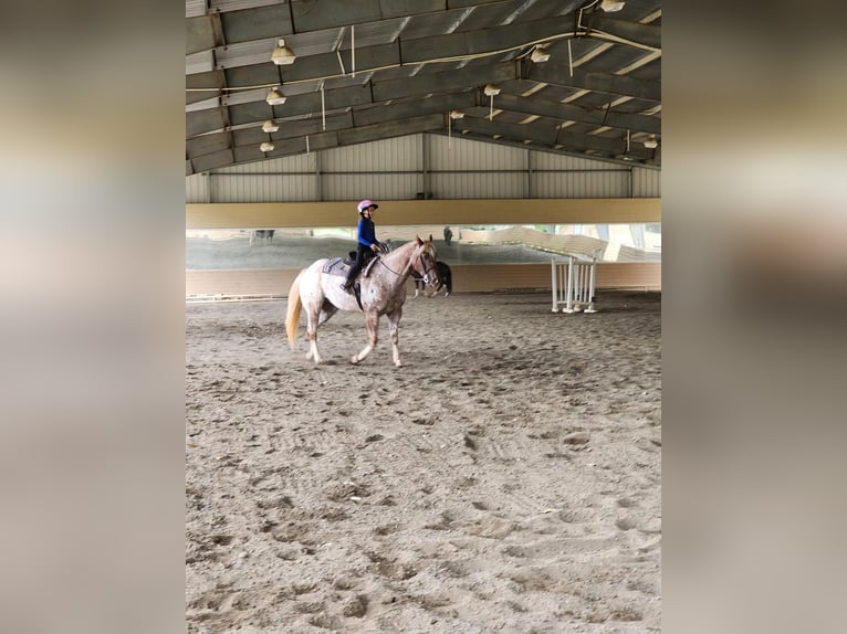 Appaloosa Caballo castrado 12 años 160 cm Alazán in Charlotte NC