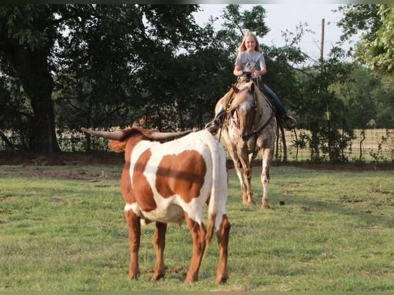 Appaloosa Caballo castrado 12 años 160 cm Alazán in Charlotte NC