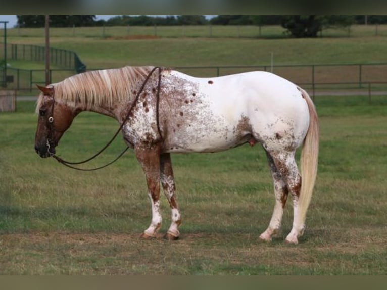 Appaloosa Caballo castrado 12 años 160 cm Alazán in Charlotte NC