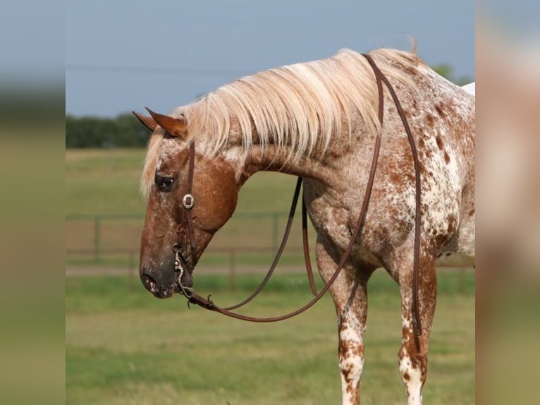 Appaloosa Caballo castrado 12 años 160 cm Alazán in Charlotte NC