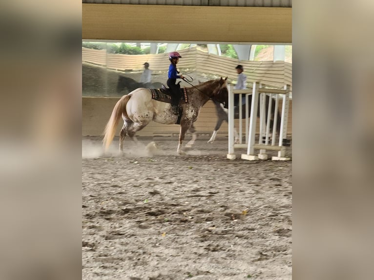 Appaloosa Caballo castrado 12 años 160 cm Alazán in Charlotte NC