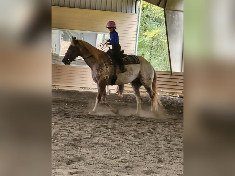 Appaloosa Caballo castrado 12 años 160 cm Alazán in Charlotte NC