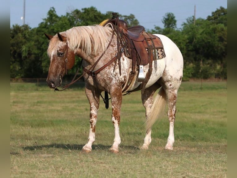 Appaloosa Caballo castrado 12 años 160 cm Alazán in Charlotte NC