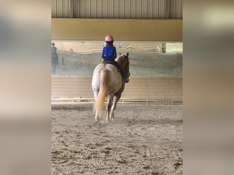 Appaloosa Caballo castrado 12 años 160 cm Alazán in Charlotte NC