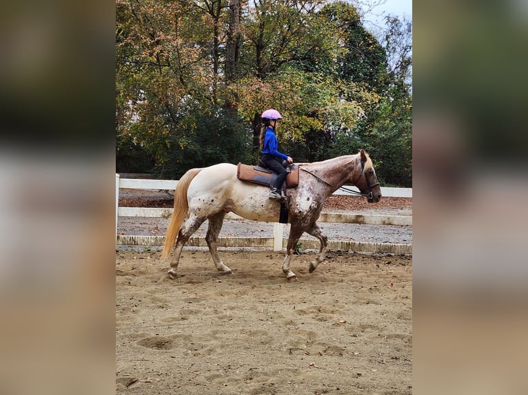 Appaloosa Caballo castrado 12 años 160 cm Alazán in Charlotte NC