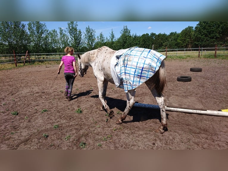 Appaloosa Caballo castrado 12 años 160 cm Atigrado/Moteado in Neuenkirchen-Vörden