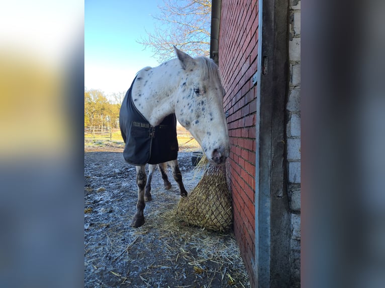 Appaloosa Caballo castrado 12 años 160 cm Atigrado/Moteado in Neuenkirchen-Vörden