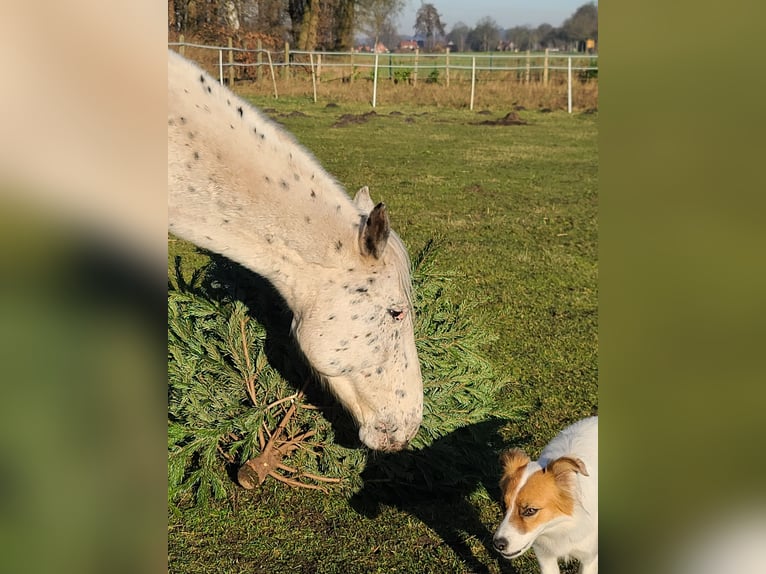 Appaloosa Caballo castrado 12 años 160 cm Atigrado/Moteado in Neuenkirchen-Vörden