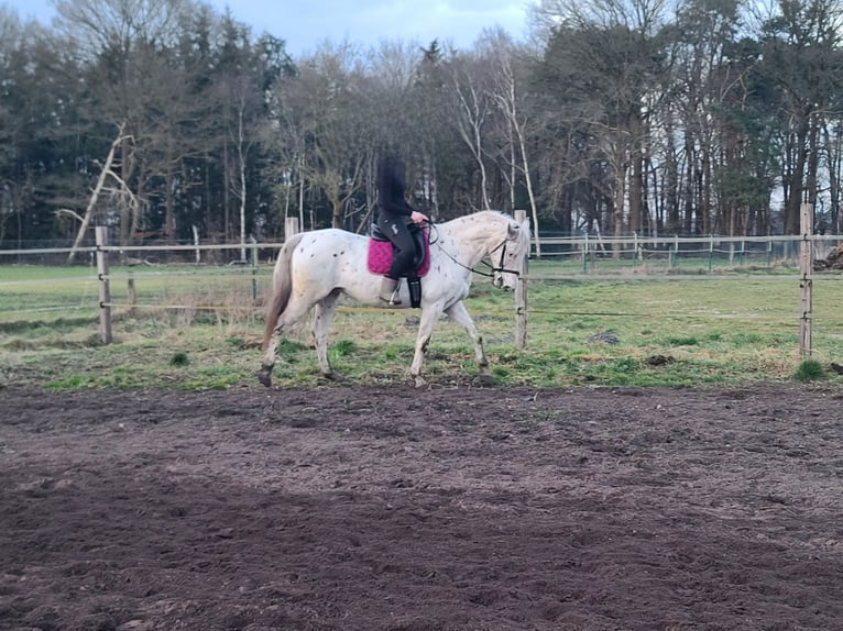 Appaloosa Caballo castrado 12 años 160 cm Atigrado/Moteado in Neuenkirchen-Vörden