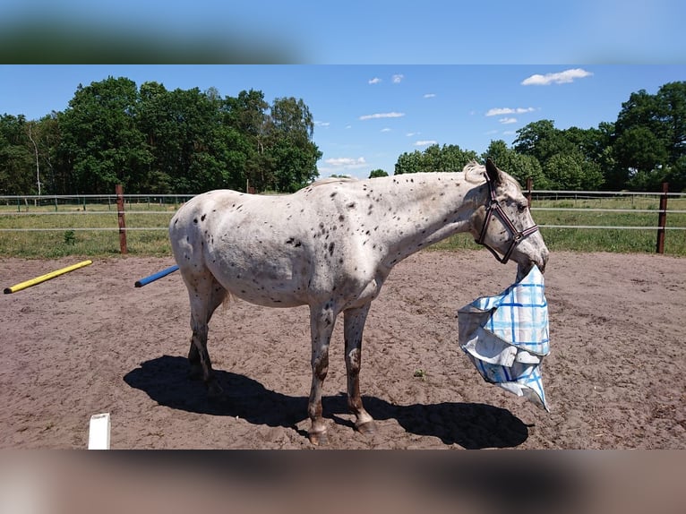 Appaloosa Caballo castrado 12 años 160 cm Atigrado/Moteado in Neuenkirchen-Vörden