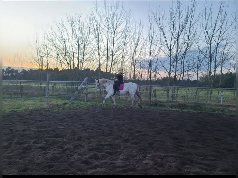 Appaloosa Caballo castrado 12 años 160 cm Atigrado/Moteado in Neuenkirchen-Vörden