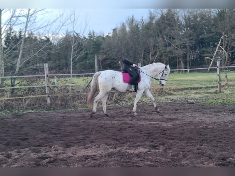 Appaloosa Caballo castrado 12 años 160 cm Atigrado/Moteado in Neuenkirchen-Vörden