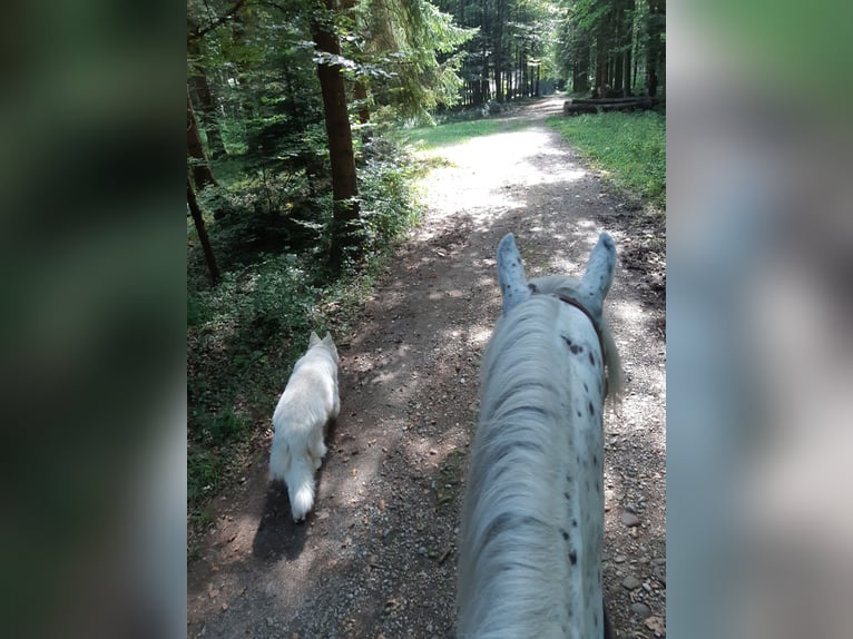 Appaloosa Caballo castrado 12 años 163 cm in Affoltern im Emmental