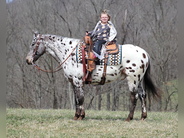 Appaloosa Caballo castrado 12 años Alazán rojizo in Mount vernon KY