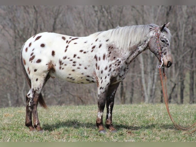 Appaloosa Caballo castrado 12 años Alazán rojizo in Mount vernon KY