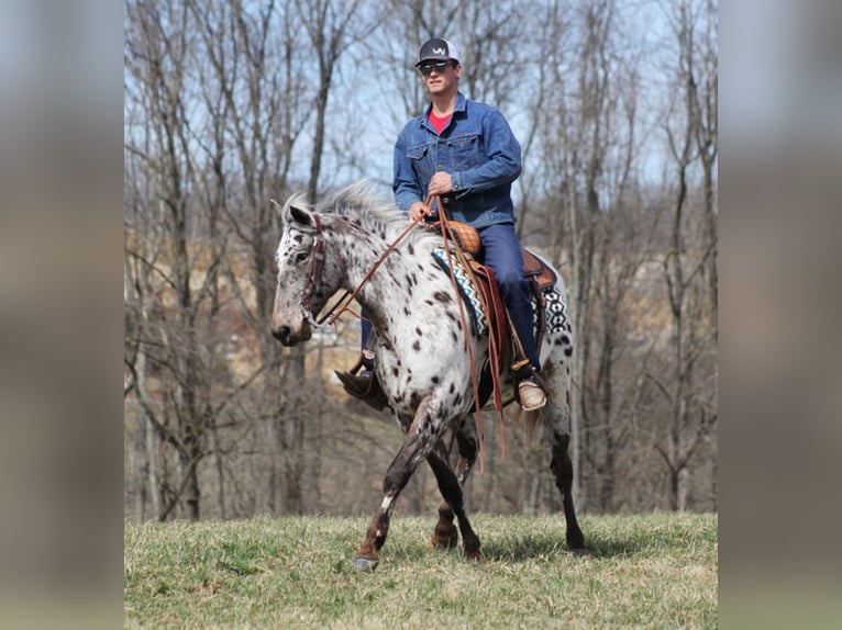 Appaloosa Caballo castrado 12 años Alazán rojizo in Mount vernon KY