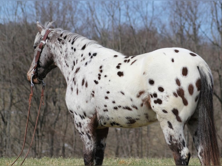 Appaloosa Caballo castrado 12 años Alazán rojizo in Mount vernon KY