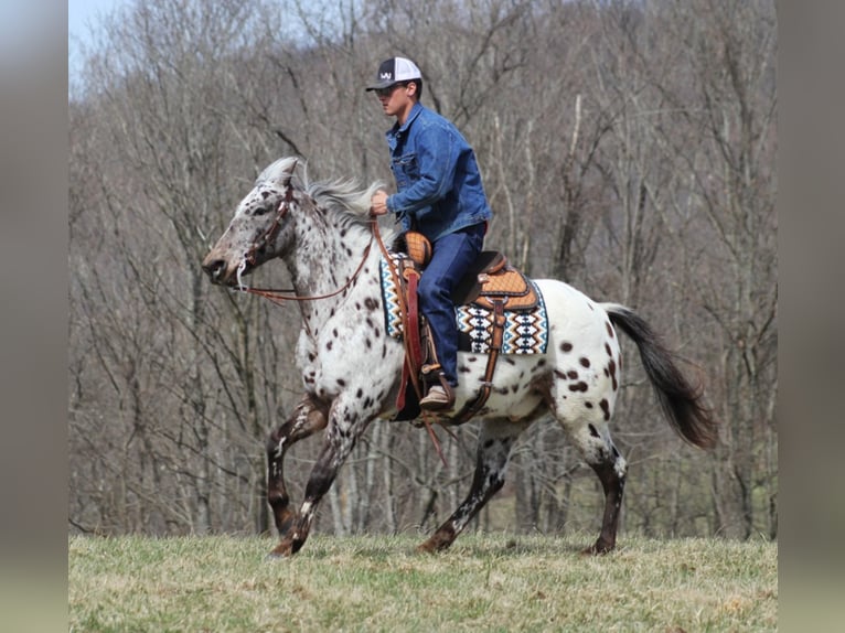 Appaloosa Caballo castrado 12 años Alazán rojizo in Mount vernon KY