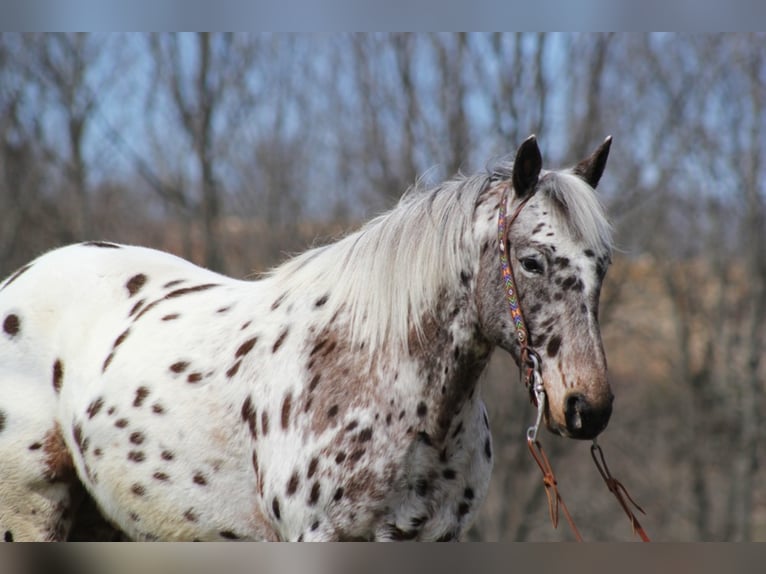 Appaloosa Caballo castrado 12 años Alazán rojizo in Mount vernon KY