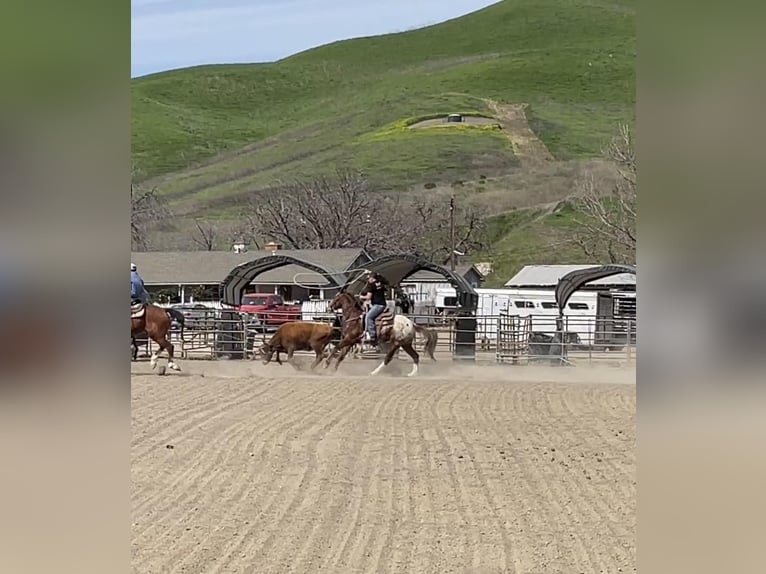 Appaloosa Caballo castrado 12 años Alazán-tostado in Paicines CA