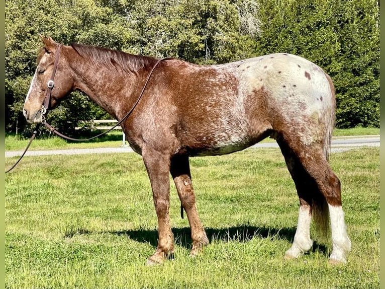 Appaloosa Caballo castrado 12 años Alazán-tostado in Paicines CA