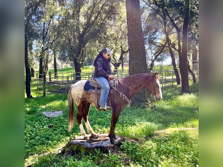 Appaloosa Caballo castrado 12 años Alazán-tostado in Paicines CA