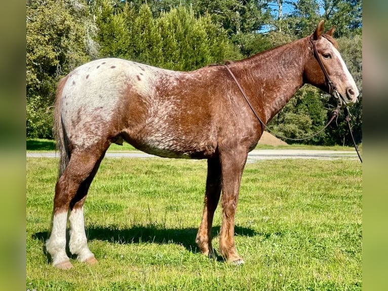 Appaloosa Caballo castrado 12 años Alazán-tostado in Paicines CA