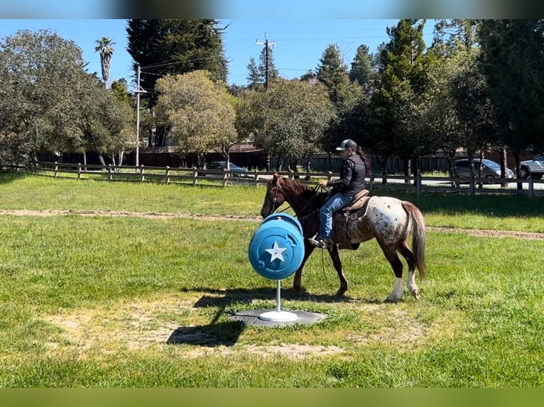 Appaloosa Caballo castrado 12 años Alazán-tostado in Paicines CA