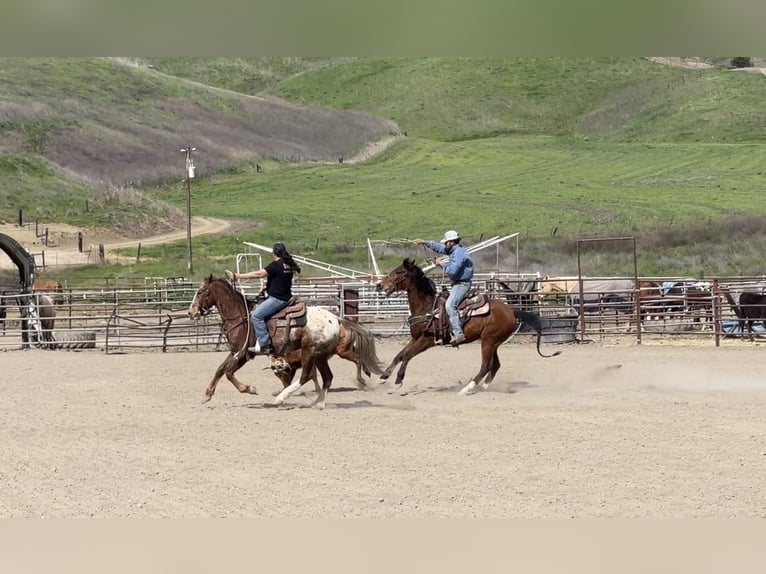 Appaloosa Caballo castrado 12 años Alazán-tostado in Paicines CA