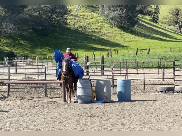 Appaloosa Caballo castrado 12 años Alazán-tostado in Paicines CA