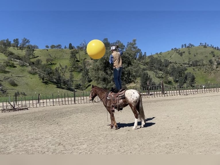 Appaloosa Caballo castrado 12 años Alazán-tostado in Paicines CA