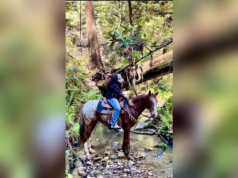 Appaloosa Caballo castrado 12 años Alazán-tostado in Paicines CA