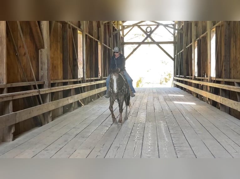 Appaloosa Caballo castrado 12 años Alazán-tostado in Paicines CA